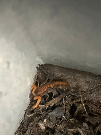 Blue Scorpion (Heteroctenus junceus) live specimen