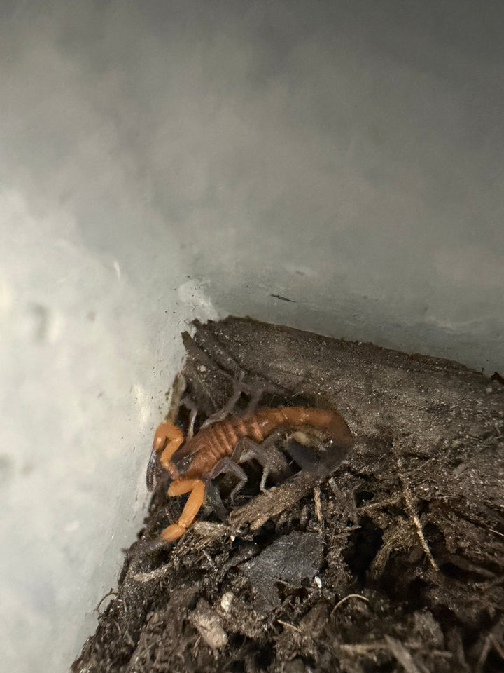 Blue Scorpion (Heteroctenus junceus) live specimen