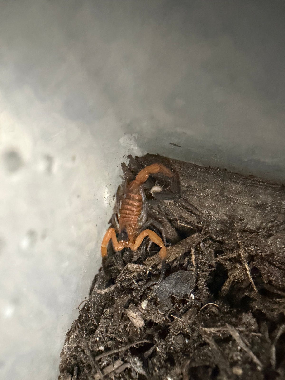 Blue Scorpion (Heteroctenus junceus) full body view