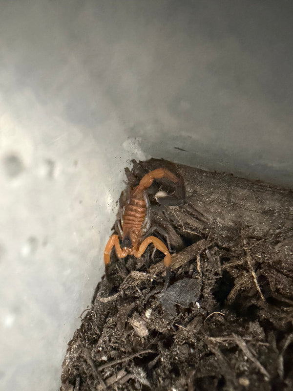 Blue Scorpion (Heteroctenus junceus) full body view
