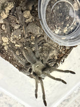 Carlsbad Green Tarantula (Aphonopelma gabeli)