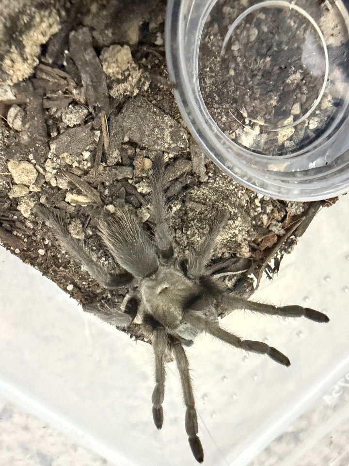 Carlsbad Green Tarantula (Aphonopelma gabeli) live specimen