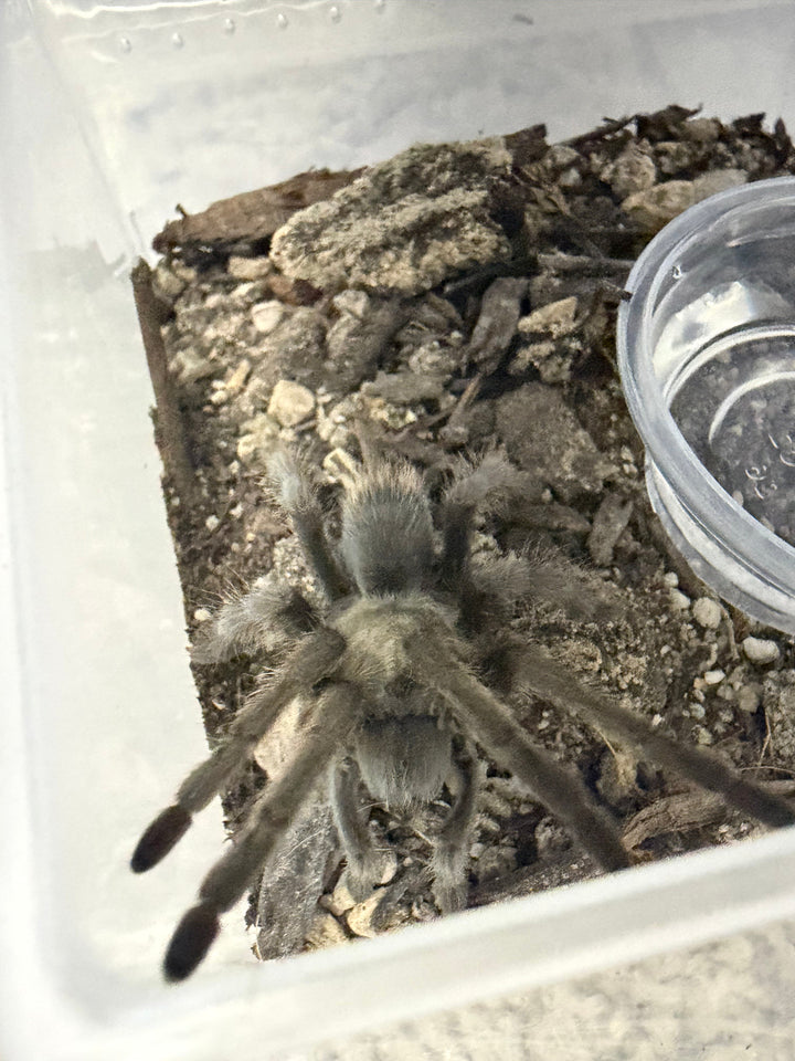 Carlsbad Green Tarantula (Aphonopelma gabeli) full body view
