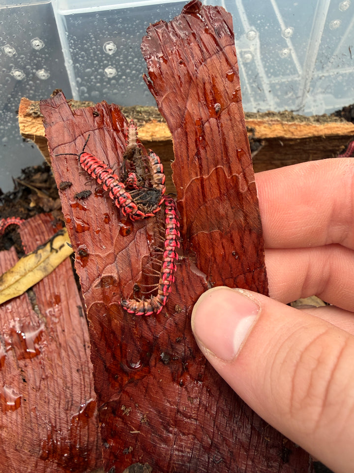 Pink Dragon Millipedes (Desmoxytes planata), grouped on reddish bark