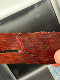 Pink Dragon Millipede (Desmoxytes planata), with pink-red keels against reddish bark