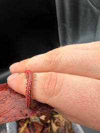 Pink Dragon Millipede (Desmoxytes planata), across a finger beside bark