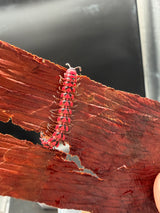 Pink Dragon Millipede (Desmoxytes planata)