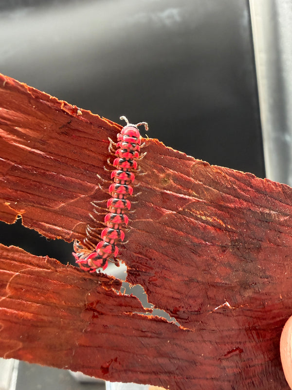 Pink Dragon Millipede (Desmoxytes planata), close-up of pink keels and dark markings on bark