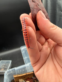 Pink Dragon Millipede (Desmoxytes planata), along a fingertip, with pale legs visible
