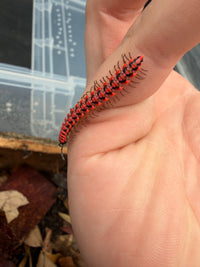 Pink Dragon Millipede (Desmoxytes planata), across a palm, with pink keels and dark plate centers