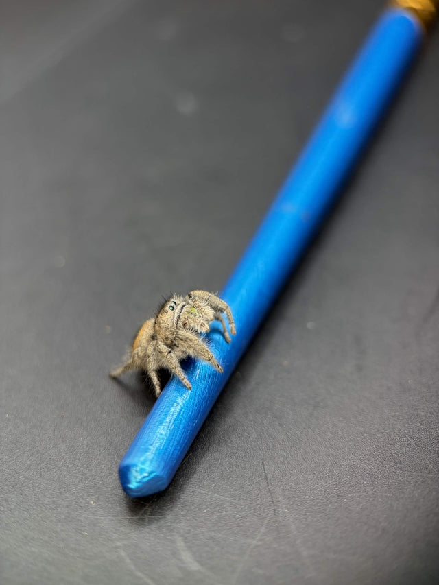 Widow Jumping Spider (Phidippus ardens)