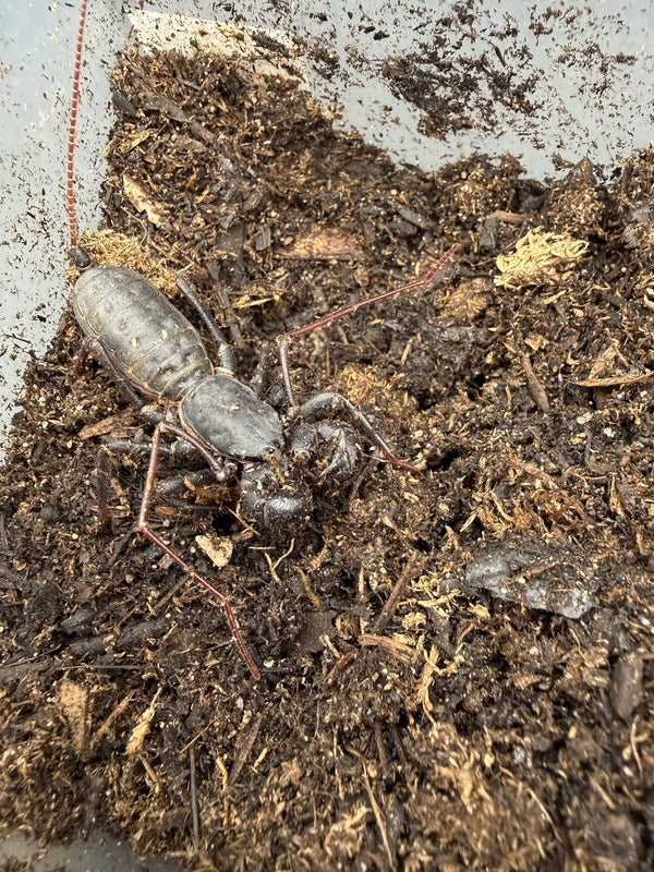 Florida Giant Vinegaroon, Mastigoproctus floridanus