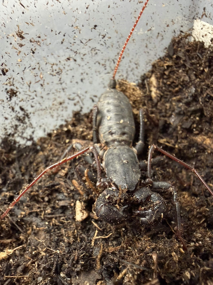 Florida Giant Vinegaroon, Mastigoproctus floridanus, image 2