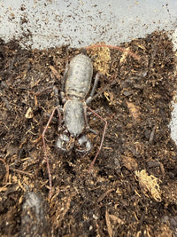 Florida Giant Vinegaroon, Mastigoproctus floridanus, image 3