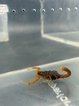 Indian Black and Red Scorpion (Hottentotta sp. "India")