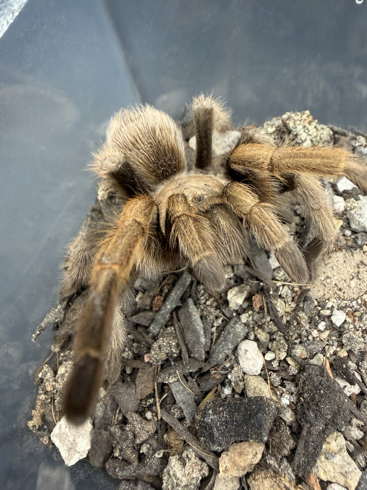 Arizona Blonde Tarantula (Aphonopelma chalcodes) close up on gravel, blonde carapace and dark banded legs