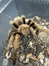 Arizona Blonde Tarantula (Aphonopelma chalcodes) New River Morph - Adult Male