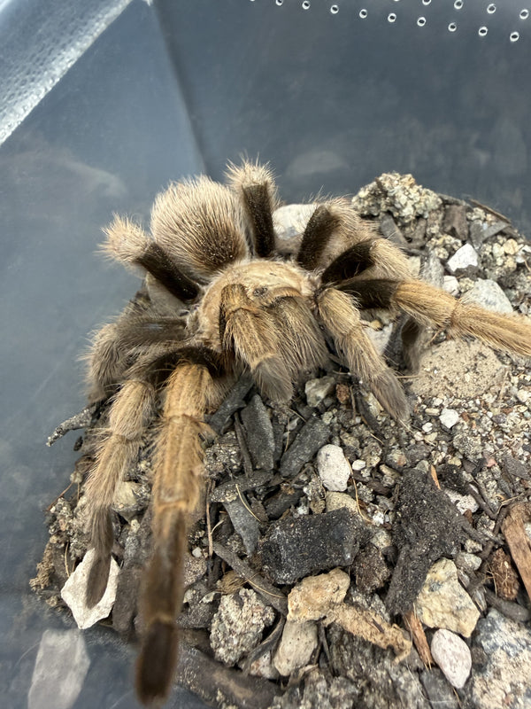Arizona Blonde Tarantula (Aphonopelma chalcodes) on a mound of gravel and bark, one front leg stretched out