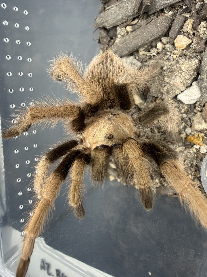Arizona Blonde Tarantula (Aphonopelma chalcodes) against the drilled ventilation panel of its clear enclosure