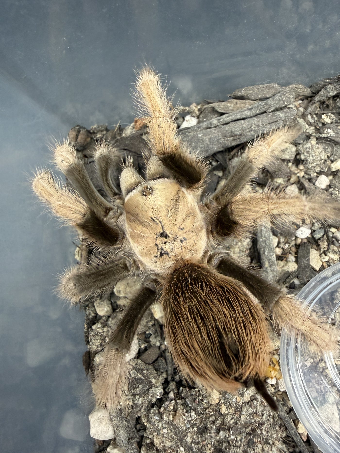 Arizona Blonde Tarantula (Aphonopelma chalcodes) seen from above on dry gravel, next to a clear water dish