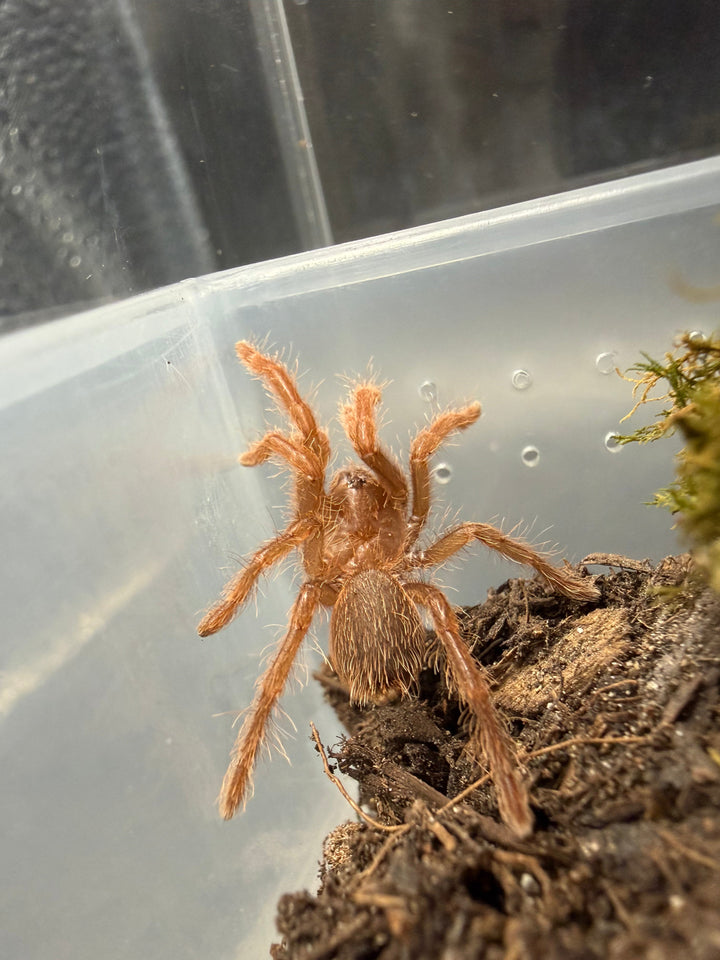 King Baboon Tarantula (Pelinobius muticus) showing rust-orange coloration