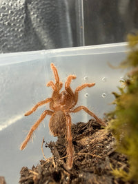 King Baboon Tarantula (Pelinobius muticus) full body view