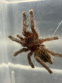 Gold & Orange Baboon Tarantula (Pterinochilus murinus DCF 'Kigoma') showing orange starburst carapace
