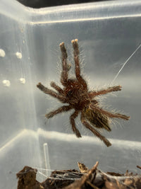 Gold & Orange Baboon Tarantula (Pterinochilus murinus DCF 'Kigoma') full body view