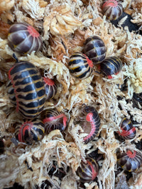 Candy Pill Millipede (Rhopalomeris carnifex), group with dark plates and red trim