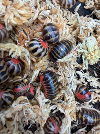 Candy Pill Millipede (Rhopalomeris carnifex), group of curled and extended millipedes
