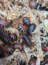 Candy Pill Millipede (Rhopalomeris carnifex), group among pale moss