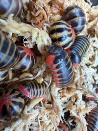 Candy Pill Millipede (Rhopalomeris carnifex), close-up of patterned bodies on moss