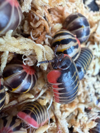 Candy Pill Millipede (Rhopalomeris carnifex), close-up of red edges and dark plates
