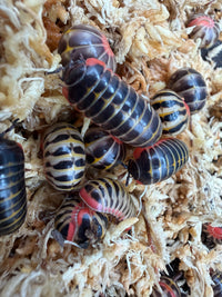 Candy Pill Millipede (Rhopalomeris carnifex), overlapping bodies among moss
