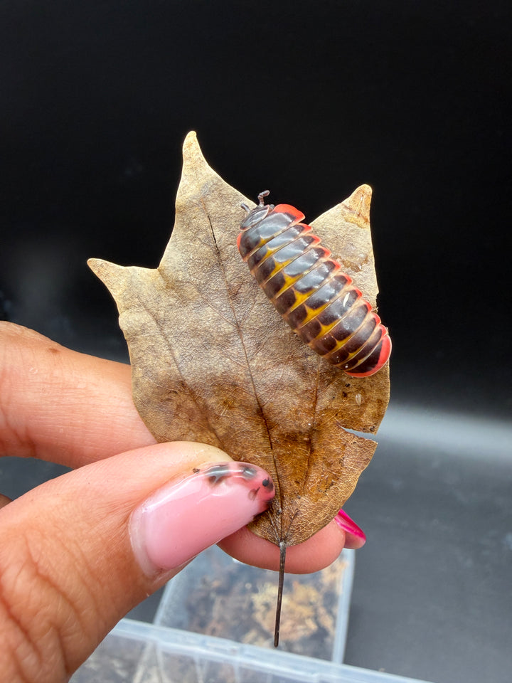 Candy Pill Millipede (Rhopalomeris carnifex), top view on a dry leaf