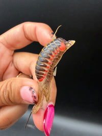 Candy Pill Millipede (Rhopalomeris carnifex), side view of red-edged plates on a leaf