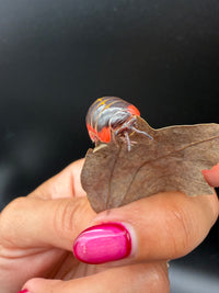 Candy Pill Millipede (Rhopalomeris carnifex), front view on a leaf edge