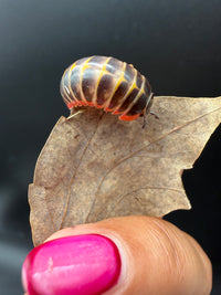 Candy Pill Millipede (Rhopalomeris carnifex), rounded back with pale bands