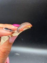 Candy Pill Millipede (Rhopalomeris carnifex), side view with pale legs beneath red plates