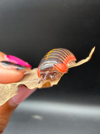 Candy Pill Millipede (Rhopalomeris carnifex), head and antennae close-up