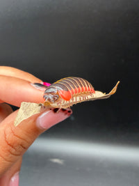Candy Pill Millipede (Rhopalomeris carnifex), on a leaf with its antennae forward
