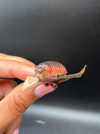 Candy Pill Millipede (Rhopalomeris carnifex), side view of pale legs along a leaf