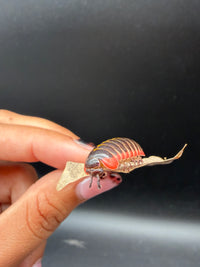 Candy Pill Millipede (Rhopalomeris carnifex), front view of dark head and antennae