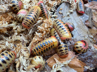 Candy Corn Pill Millipede (Rhopalomeris carnifex), group among moss and dry leaves