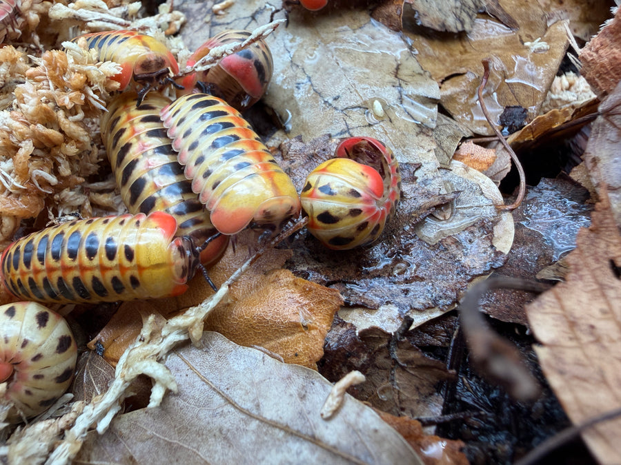 Candy Corn Pill Millipede (Rhopalomeris carnifex), group with extended and curled bodies