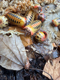 Candy Corn Pill Millipede (Rhopalomeris carnifex), orange-edged plates among leaf litter