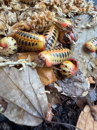 Candy Corn Pill Millipede (Rhopalomeris carnifex), group beside a curled millipede on leaves