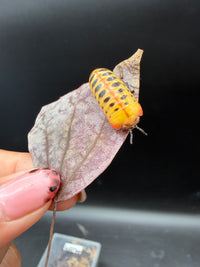 Candy Corn Pill Millipede (Rhopalomeris carnifex), on a dry leaf, viewed from above