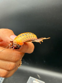 Candy Corn Pill Millipede (Rhopalomeris carnifex), side view on the edge of a dry leaf