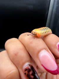 Candy Corn Pill Millipede (Rhopalomeris carnifex), side view with antennae extended